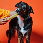 Pumpkin Cheese Chews for Dogs
