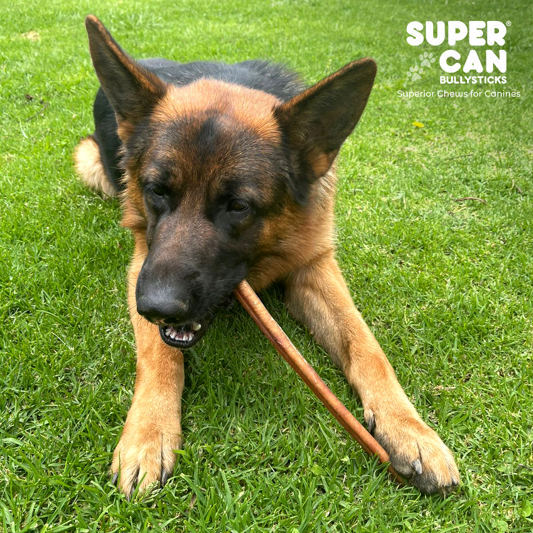 6" Jumbo Bully Sticks - High-Protein Dog Chews
