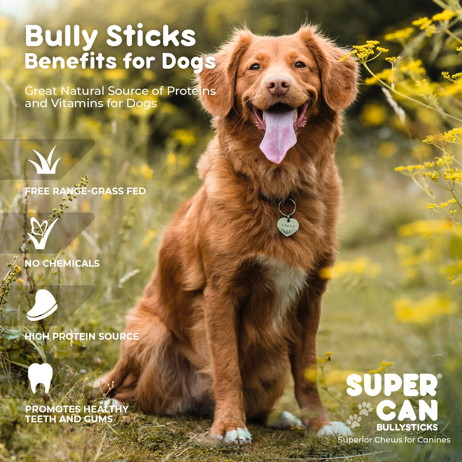 6" Jumbo Bully Sticks - High-Protein Dog Chews